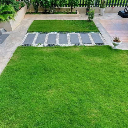 Four Seasons Evergreen Dwarf Grass Seeds | BUY 1 GET 1 FREE | ⭐️⭐️⭐️⭐️ 4.9/5 Reviews