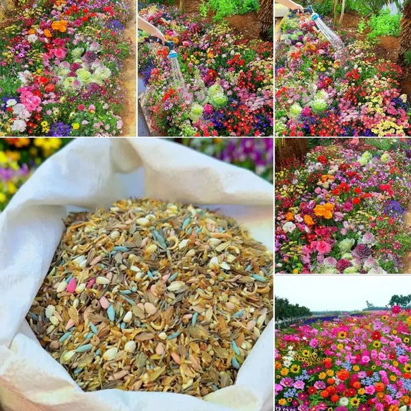 Premium Flower seeds| BUY 1 GET 1 FREE | ⭐️⭐️⭐️⭐️ 4.9/5 Reviews