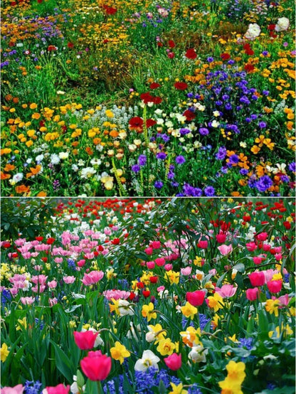 Premium Flower seeds| BUY 1 GET 1 FREE | ⭐️⭐️⭐️⭐️ 4.9/5 Reviews