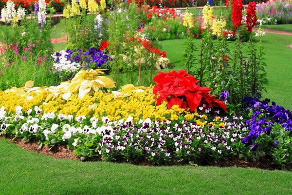 Premium Flower seeds| BUY 1 GET 1 FREE | ⭐️⭐️⭐️⭐️ 4.9/5 Reviews