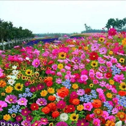 Premium Flower seeds| BUY 1 GET 1 FREE | ⭐️⭐️⭐️⭐️ 4.9/5 Reviews