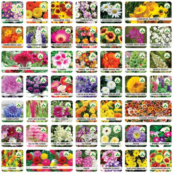 Premium Flower seeds| BUY 1 GET 1 FREE | ⭐️⭐️⭐️⭐️ 4.9/5 Reviews