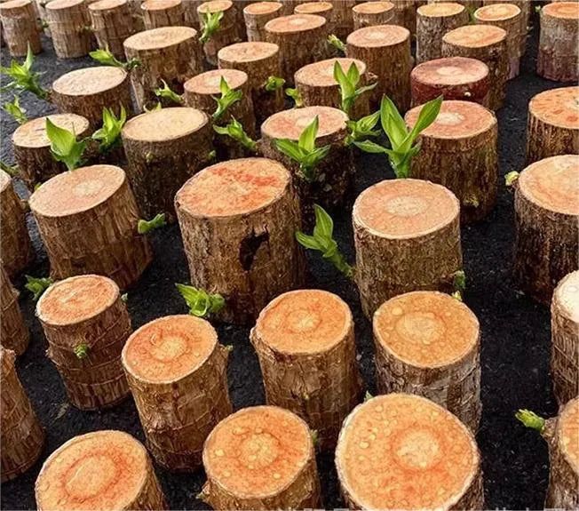 Brazilian Lucky Wood Plant (CERTIFIED ORIGINAL WITH Imported Certificate  ) ( BUY 1 GET 1 FREE )⭐️⭐️⭐️⭐️ 4.9/5 Reviews