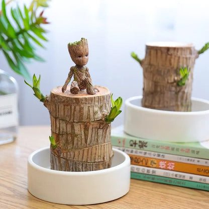 Brazilian Lucky Wood Plant (CERTIFIED ORIGINAL WITH Imported Certificate  ) ( BUY 1 GET 1 FREE )⭐️⭐️⭐️⭐️ 4.9/5 Reviews