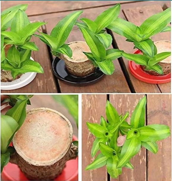 Brazilian Lucky Wood Plant (CERTIFIED ORIGINAL WITH Imported Certificate  ) ( BUY 1 GET 1 FREE )⭐️⭐️⭐️⭐️ 4.9/5 Reviews