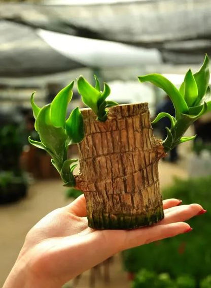 Brazilian Lucky Wood Plant (CERTIFIED ORIGINAL WITH Imported Certificate  ) ( BUY 1 GET 1 FREE )⭐️⭐️⭐️⭐️ 4.9/5 Reviews