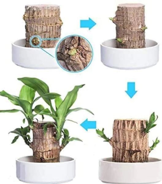 Brazilian Lucky Wood Plant (CERTIFIED ORIGINAL WITH Imported Certificate  ) ( BUY 1 GET 1 FREE )⭐️⭐️⭐️⭐️ 4.9/5 Reviews